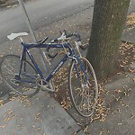 Abandoned Bike at 105 Browne St