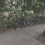 Abandoned Bike at 80 Ivy St