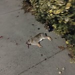 Dead Animals at 127 Summit Ave