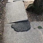 Sidewalk Repair at 70 Chestnut St