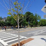 Public Trees at Brookline Village