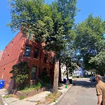 Public Trees at 20 Perry St