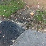 Sidewalk Repair at 11 Cramond Rd, Chestnut Hill