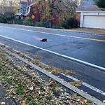 Dead Animals at 500–598 Chestnut Hill Ave