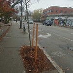 Public Trees at 152 Harvard St