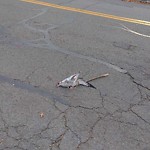 Dead Animals at 181 Aspinwall Ave