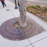 Public Trees at 384 Harvard St