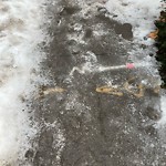 Unshoveled/Icy Sidewalk at 234 Middlesex Rd, Chestnut Hill