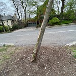 Public Trees at 26 Chesham Rd