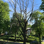 Public Trees at 103 Clinton Rd