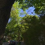 Public Trees at 98 Thorndike St