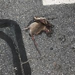 Dead Animals at 35 Vernon St