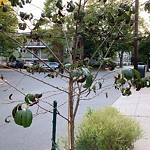 Public Trees at 36–58 Gibbs St