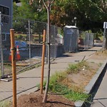Public Trees at 96 Verndale St