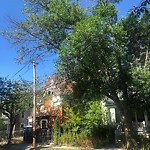 Public Trees at 36 Naples Rd