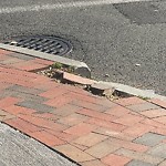 Sidewalk Repair at 415 Harvard St