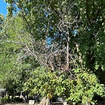 Public Trees at 99 Addington Rd