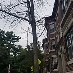 Public Trees at 109 Winchester St