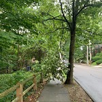 Public Trees at 141 Beverly Rd, Chestnut Hill