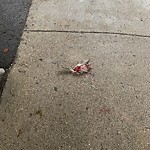 Dead Animals at 11 Park St