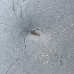Pothole at 35 Harvard St Central Village