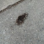 Dead Animals at 235 Cypress St