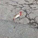 Dead Animals at 2–98 Osborne Rd
