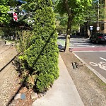 Sidewalk Obstruction at 110 Winchester St