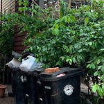 Trash/Recycling at 42.33 N 71.12 W