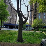 Public Trees at 56 Pond Ave