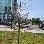 Public Trees at 33 Pond Ave Apt 621