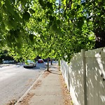 Public Trees at Washington St @ Bartlett St
