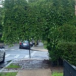 Public Trees at 41–45 Egmont St