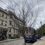 Public Trees at 80 Pleasant St