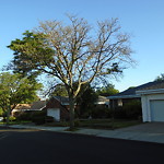 Public Trees at 189 Summit Ave Corey Hill