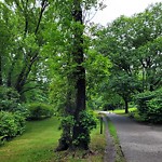 Public Trees at Allerton Overlook, 203 Pond Ave