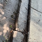 Sidewalk Repair at 194 Aspinwall Ave