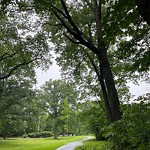 Public Trees at Emerald Necklace Trail