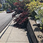 Sidewalk Obstruction at 62 Summit Ave