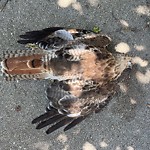 Dead Animals at 171 Fuller St North Brookline
