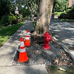 Sidewalk Repair at 1–33 Penniman Rd