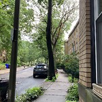 Public Trees at 56 Marshal St