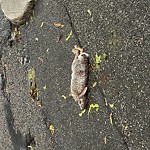 Dead Animals at 51 Upland Rd High Street Hill