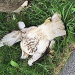 Dead Animals at Lyon Rd & Arlington Rd Brookline Norfolk County