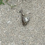 Dead Animals at 43 Crowninshield Rd