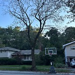 Public Trees at 59 Woodcliff Rd