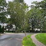 Public Trees at 59 Hilltop Rd