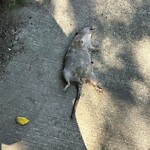 Dead Animals at 186 Naples Rd