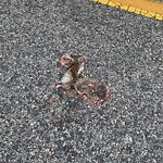 Dead Animals at 67 Buckminster Rd