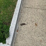 Rodent Issues at 61 White Pl